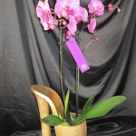floristeria la cañada iris